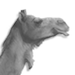 Apache Camel